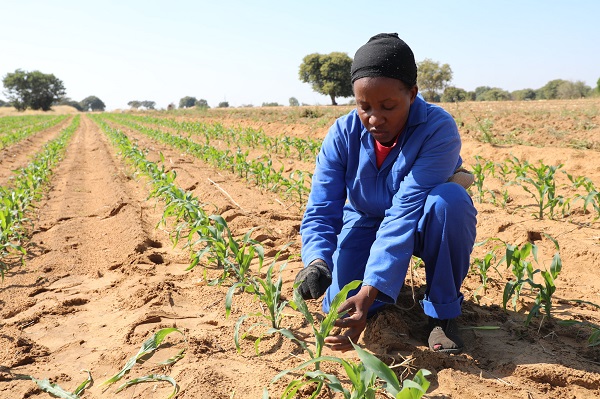 OPINION: Africa’s new harvest: To transform agriculture, we must speed up innovations and collaboration