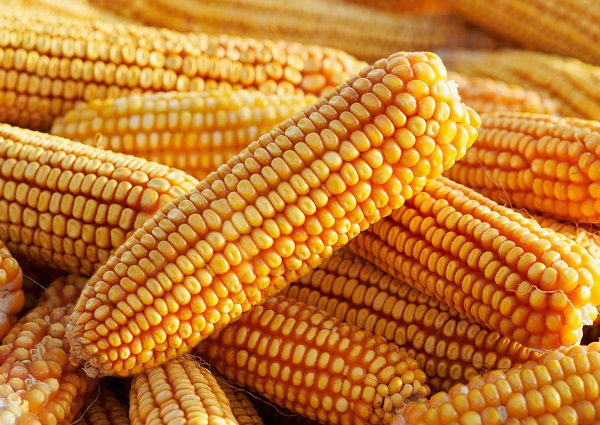 Limits to Adoption of Genetically Engineered Maize in Africa