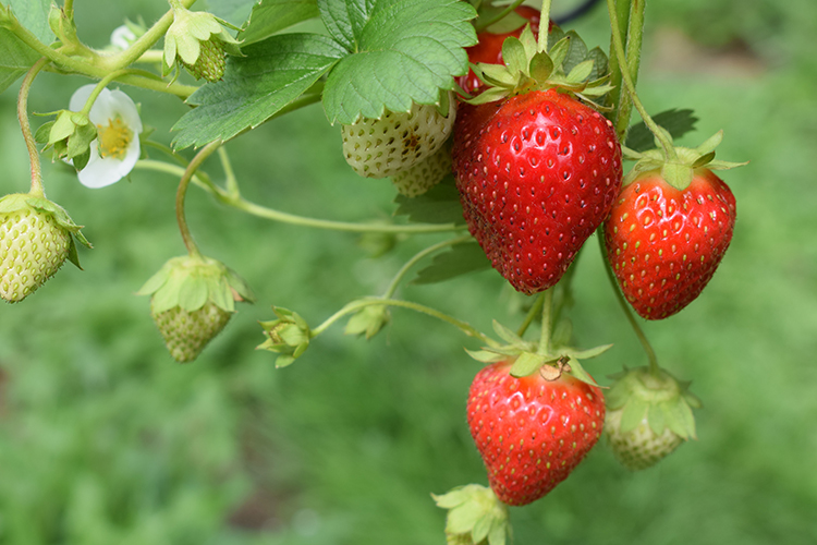 Macfrut 2023 presented in Zimbabwe and South Africa