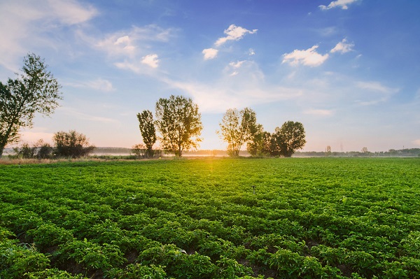 How regenerative agriculture can increase Africa’s food production