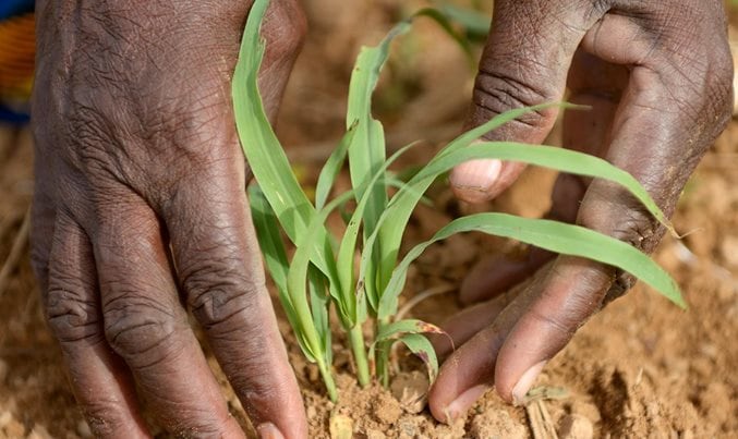 Revitalizing African agriculture Time for bold action