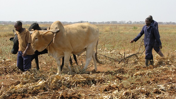 Time to reset agriculture's relationship with nature in Africa