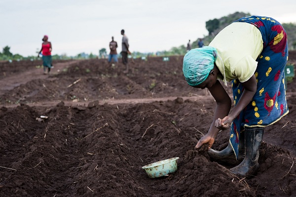 Women smallholders will drive Africa’s transition to regenerative Agriculture