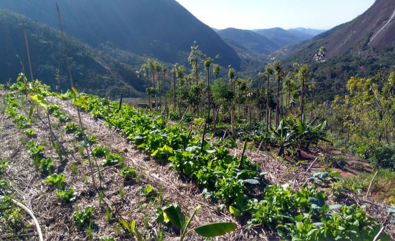 Agroecology is the future for Africa’s farming youth