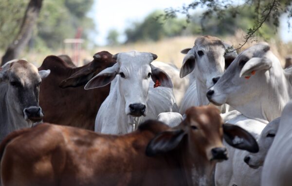 AfDB supports small livestock farmers in Zambia to adapt to climate change