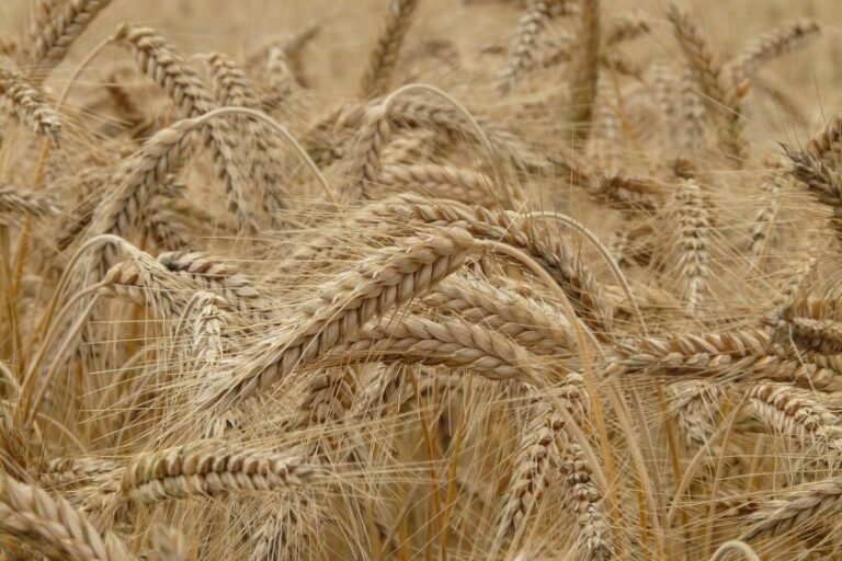 Crop protection firm ADAMA launches new multi-Crop, broad spectrum fungicide