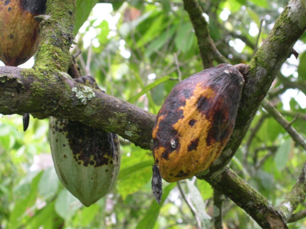 Syngenta unveils new fungicide to tackle Cocoa Black Pod disease