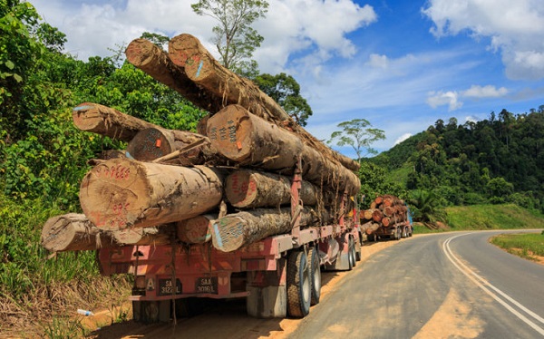 Global experts urge action as Africa grapples with $65b  timber trade deficit