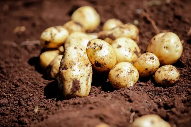 Late blight resistant potato varieties unveiled