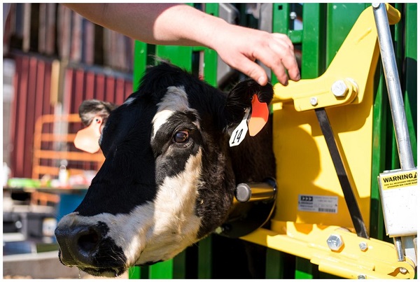 Top 9 livestock handling equipment for improved farm safety and productivity