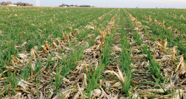 No-Till vs. Conventional Tillage: Which is Better for Your Farm?