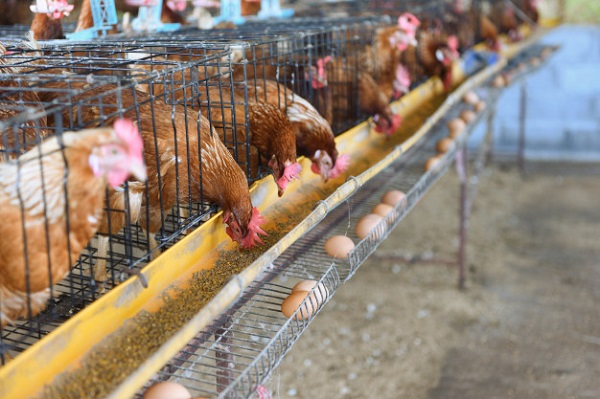 Africa's poultry industry