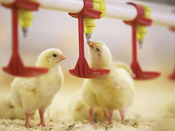 Essential poultry equipment for modern farmers