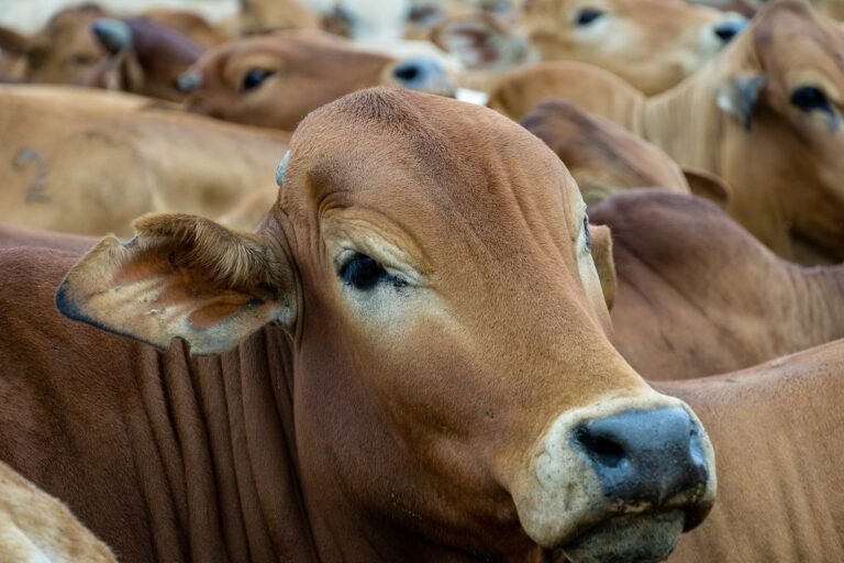 Low-carbon livestock development: Strategies for a resilient and sustainable future