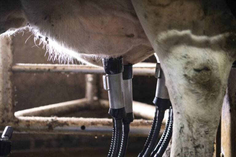 Smart milking systems: The role of technology in modern dairy operations