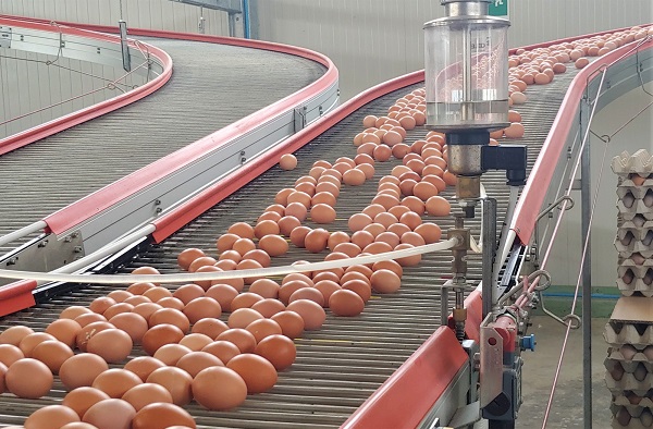 Game-Changing Innovations in Egg Collection and Sorting Systems