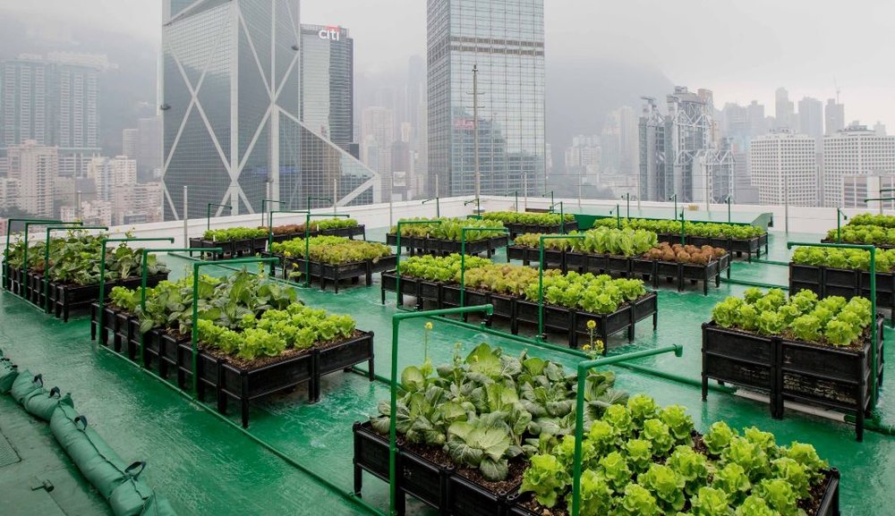 Growing food in cities: The vertical farming revolution