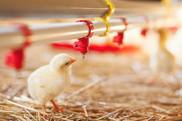 Integrating IoT in poultry houses: