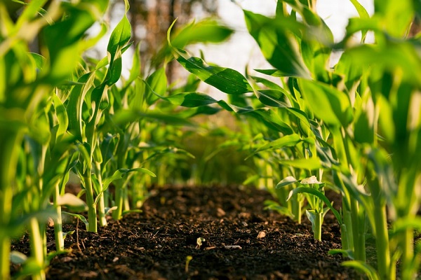 How to start organic farming: A step-by-step guide