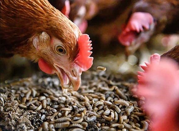 Optimizing poultry feed: Strategies for better yields and healthier birds