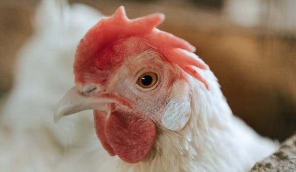 Exploring the role of genetics in modern poultry breeding