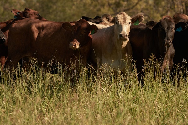 role of livestock in regenerative agriculture