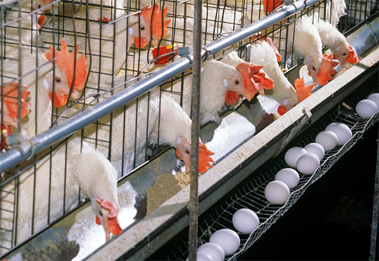 How to set up a small poultry farm: A comprehensive guide