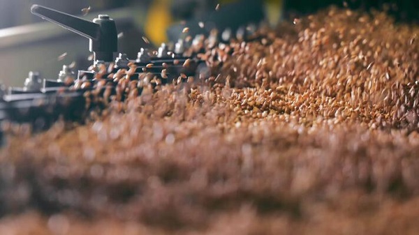 The evolution of wheat sorting: How color sorters are changing the game