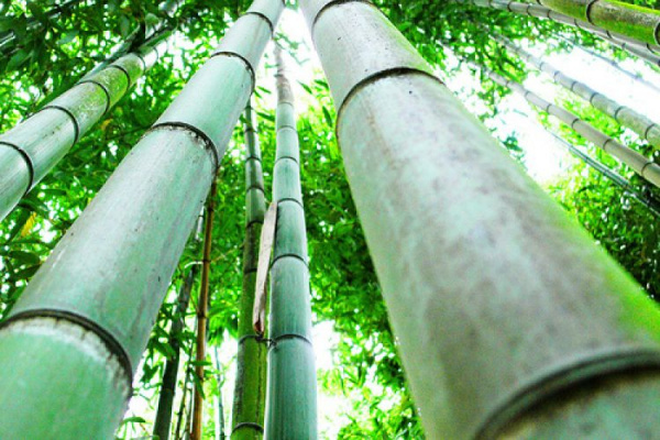 bamboo farming