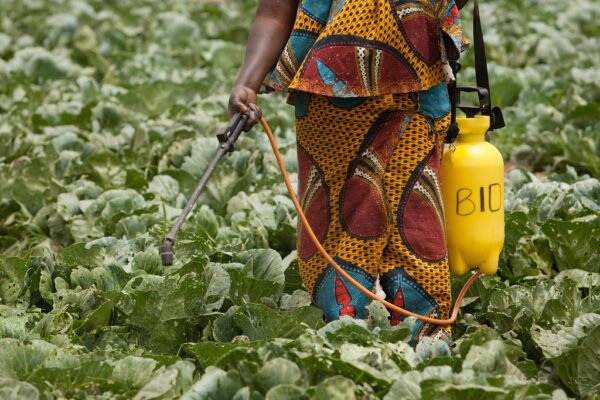 Kenya Withdraws 77 Pesticides from Market in Major Agricultural Reform