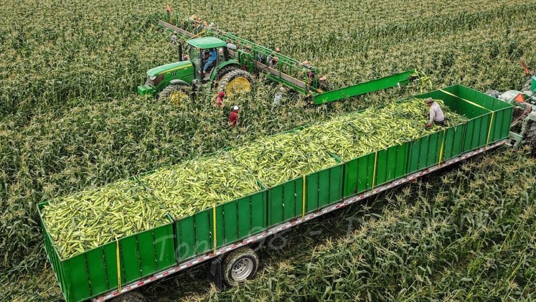 Fertilizer Costs Surpass Corn Revenue,
