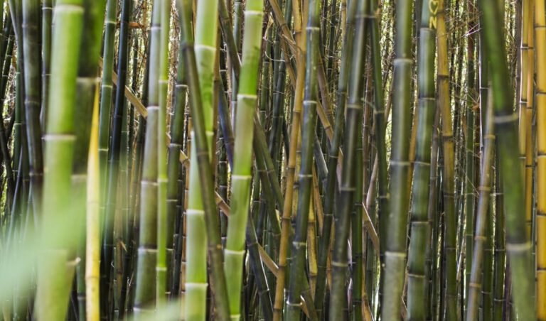 Brazil’s Agrion Fertilizantes Targets 500,000 Metric Tons of Sugarcane-Waste Fertilizer by 2031