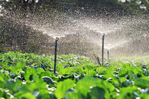 Sustainable farming holds the key to economic prosperity