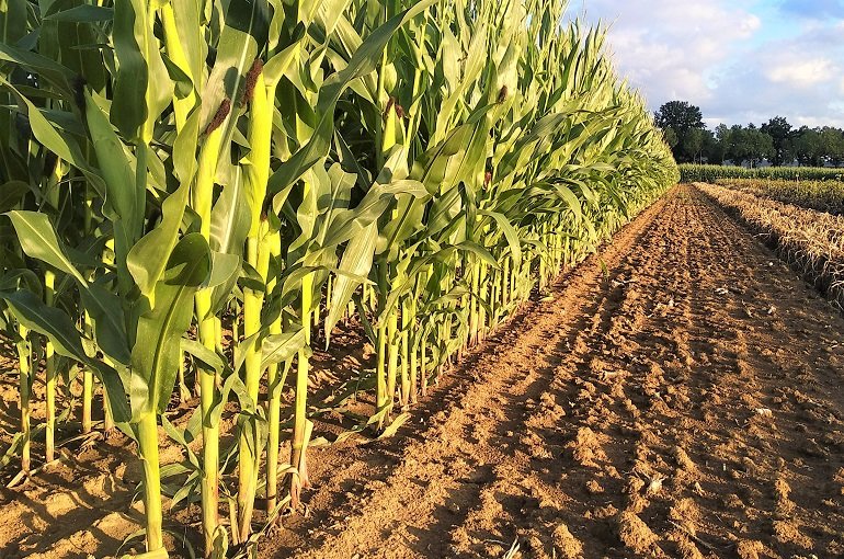Africa to farm smarter