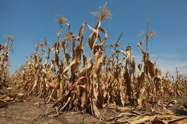 Ensuring nutrition is at the heart of climate smart agriculture