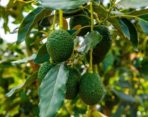 Kaukuzi offers free avocado maturity testing services