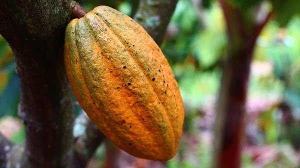 Top export crops in Africa and how farmers can benefit