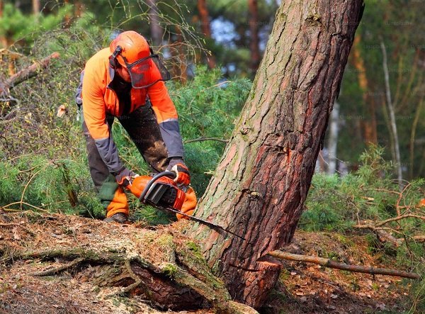 Safety gear and best practices for forestry operators: A comprehensive guide