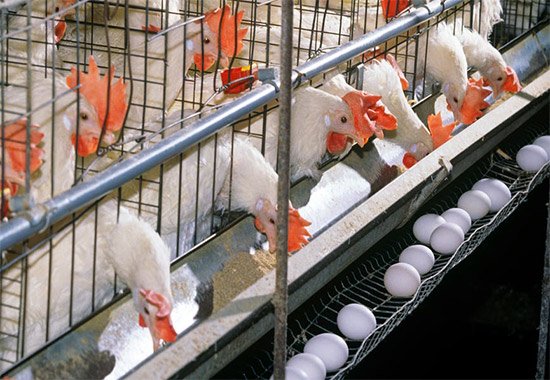 How to set up a small poultry farm: A comprehensive guide
