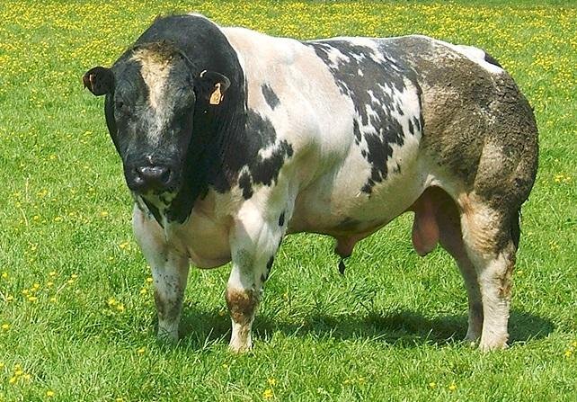 Exploring the unique characteristics of the Belgian Blue Cow