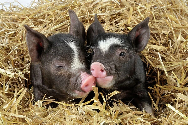 Berkshire pig: Why this heritage breed is a farmer's favorite