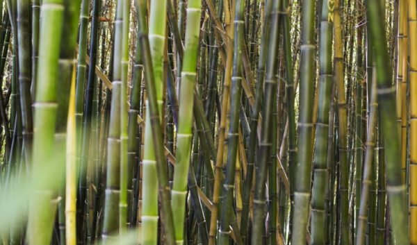 brazils-agrion-fertilizantes-sugarcane-waste-fertilizer