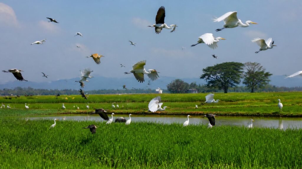 birds at the mwea irrigation scheme