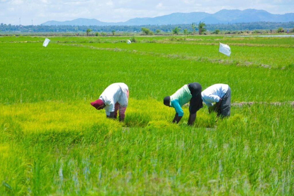 Mwea's Mechanisation Gap